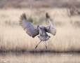 Sandhill-Crane;Crane;Grus-canadensis;Flying-bird;action;aloft;behavior;flight;fl